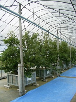 防水層の耐根性試験